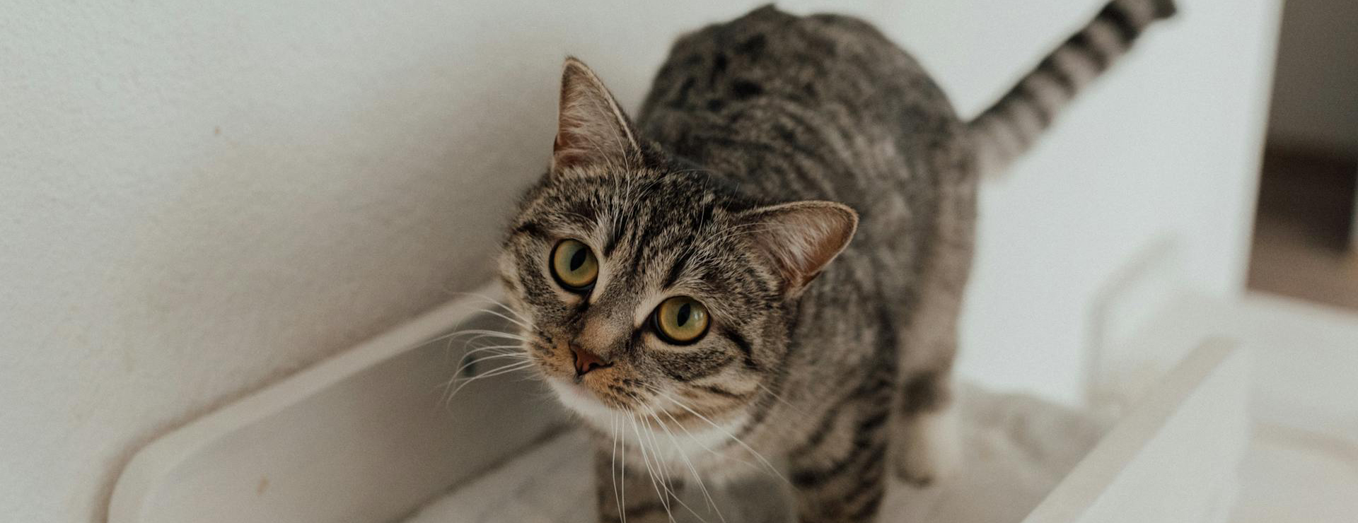 Huisdierproducten -Huisdierproducten pexels arina krasnikova 7725983