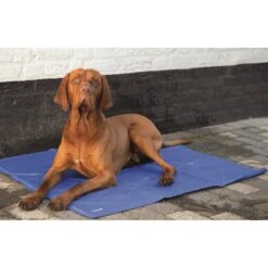 Beeztees Quick Cooler Koelmat IZI Blauw 5 Beeztees Quick Cooler Koelmat IZI Blauw -Huisdierproducten quick cooler koelmat izi blauw 1 2